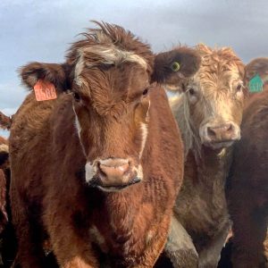 Cattle Health Management - Health Programs