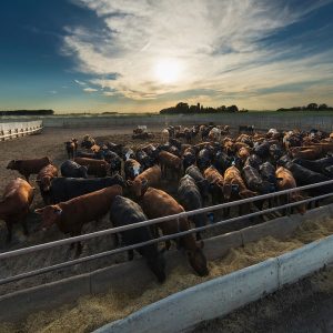 Cattle Health Management - Research and Data